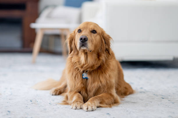 istock Golden Retriever Relaxing at Home 1883403060