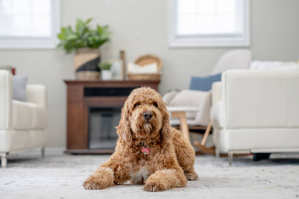 istock Dog Relaxing at Home 1883403061