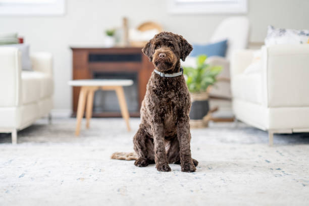 istock Dog Sitting at Home 1883403266