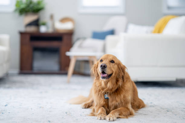 golden retriever relaxando em casa - obedience pets loneliness looking at camera - fotografias e filmes do acervo