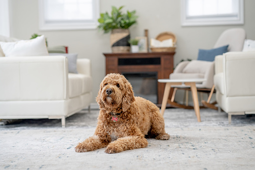 A large breed dog lays down in the living room as he relaxes at home and poses for a portrait.  He has curly hair and appears content.