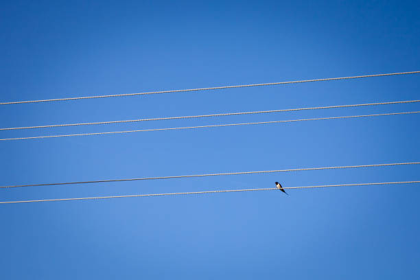 Picture of a swallow bird on a power line electric cable. The swallows, martins, and saw-wings, or Hirundinidae, are a family of passerine songbirds found around the world on all continents, including occasionally in Antarctica. Highly adapted to aerial feeding, they have a distinctive appearance.