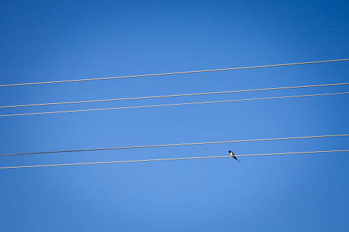 Picture of a swallow bird on a power line electric cable. The swallows, martins, and saw-wings, or Hirundinidae, are a family of passerine songbirds found around the world on all continents, including occasionally in Antarctica. Highly adapted to aerial feeding, they have a distinctive appearance.