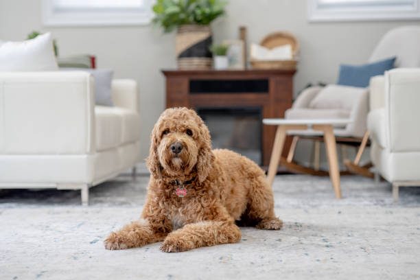 istock Dog Relaxing at Home 1883413602
