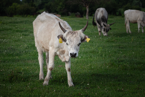 Picture of a young cow, a podolian cattle, standing in Vojvodina, Serbia. Podolian cattle is a group of cattle breeds characterised by grey coats and upright and often long horns that are thought to have originated in the Podolian steppe.