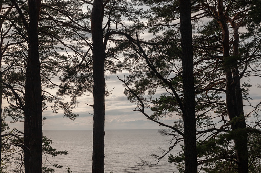Selective blur on the Panorama of the Saulkrasti beach in Latvia, on the baltic sea, with a forest of fir trees in front. Saulkrasti is one of the sea resorts of Latvia in the baltic states.