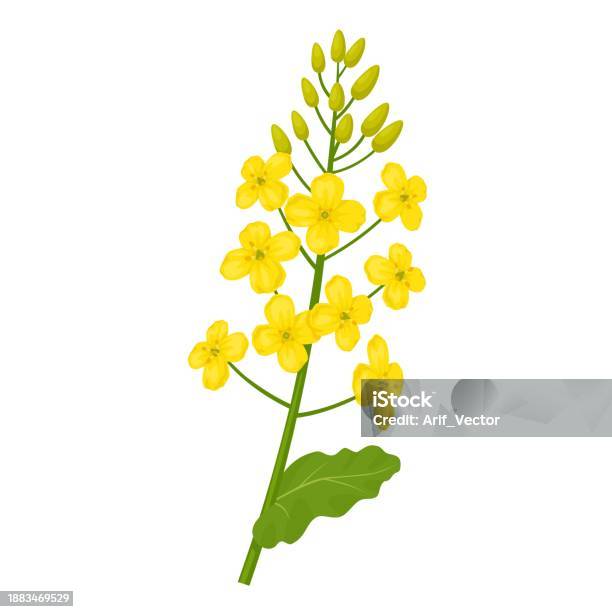 Ilustraci n De Colza O Brassica Napus Y M s Vectores Libres De Derechos ilustraci-n-de-colza-o-brassica-napus-y-m-s-vectores-libres-de-derechos