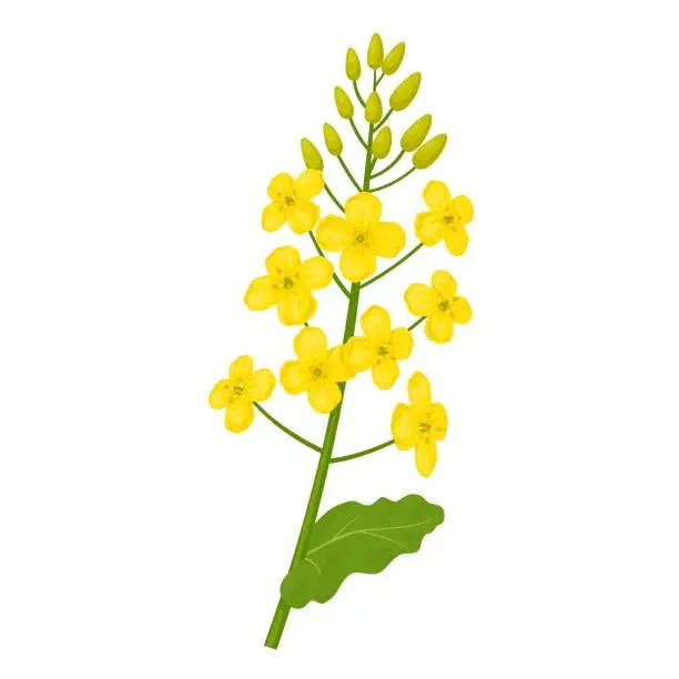 Vector illustration of Rapeseed or Brassica napus