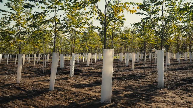 panning shot of a many newly planted trees on a tree farm on a sunny day