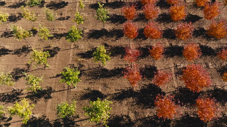 push in tilt down aerial drone shot of trees planted in a tree farm on a sunny day