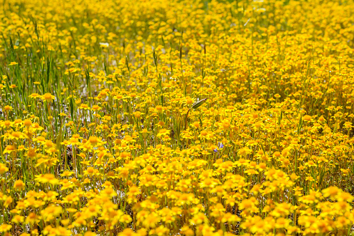 A wildflower meadows. super bloom season in California. Colorful floral background, bright sunny day