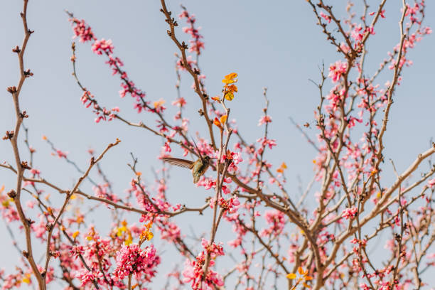istock Cherry tree in bloom and hummingbird, Beautiful spring floral background 1883528673