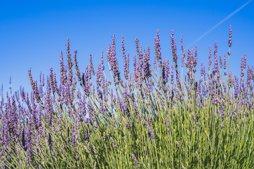 Lavender flowers and clear beautiful blue sky in the background, copy space for the text. Beautiful floral background,