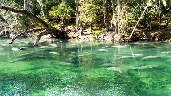 A herd of Florida Manatee (Trichechus manatus latirostris) swimming in the crystal-clear spring water at Blue Spring State Park in Florida, USA, a winter gathering site for manatees.