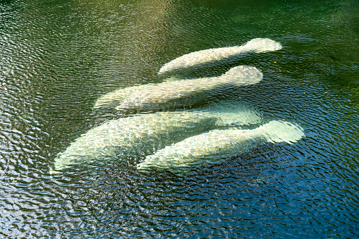 Female mallard swimming on a lake.
