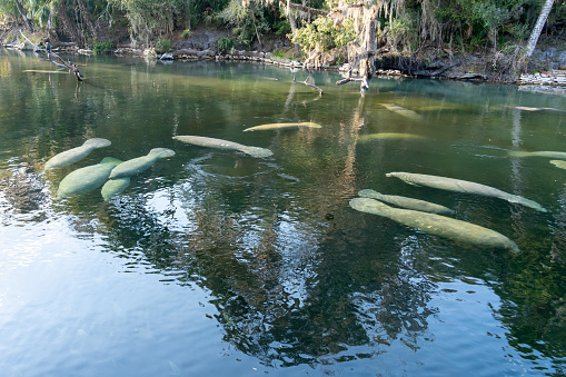 The Amazonian manatee (Trichechus inunguis) is a species of manatee of the order Sirenia, which is shares with the marine dugong. It is found living in the freshwater habitats of the Amazon Basin in Brazil, Peru, Colombia, Ecuador, Guyana, and Venezuela. 