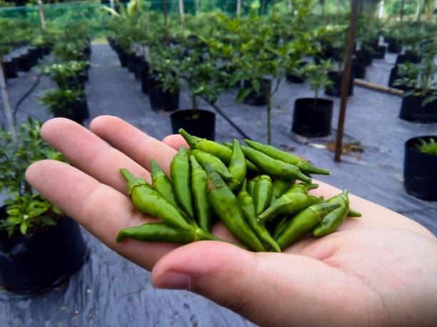 istock Green Chili plants 1883548415