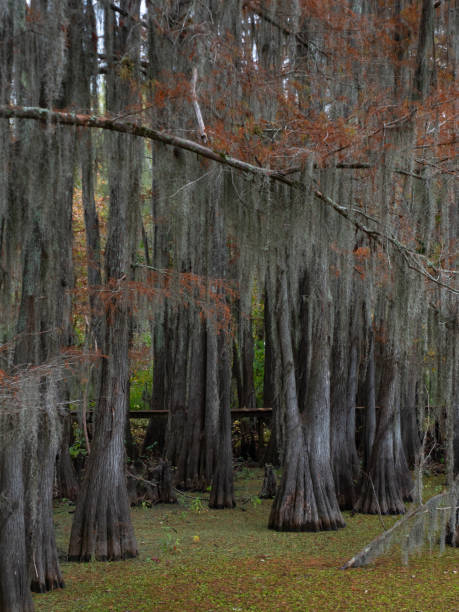 istock Bald Cypress Trees with Spanish Moss and a Suspended Wooden Walkway through the Trees 1883602308