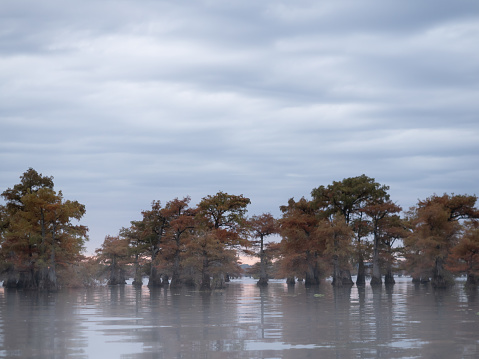 Row of bald cypress trees with fall foliage on a foggy and cloudy sunrise at Caddo Lake, Texas.