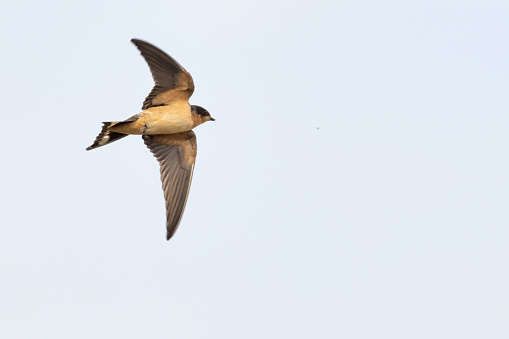 Barn Swallow in flight, Delta, BC, Canada