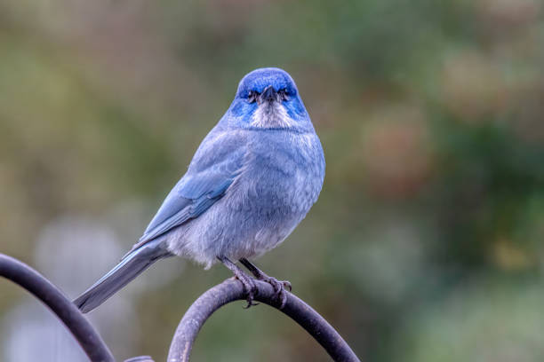istock pinyon jay, West Vancouver, BC, Canada 1883660206