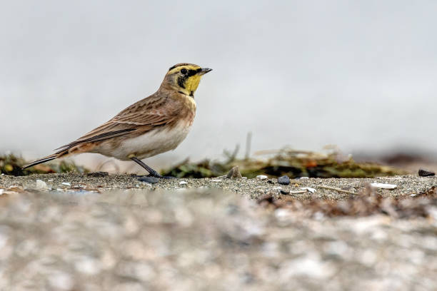istock male horned lark running, Surrey, BC, Canada 1883660712