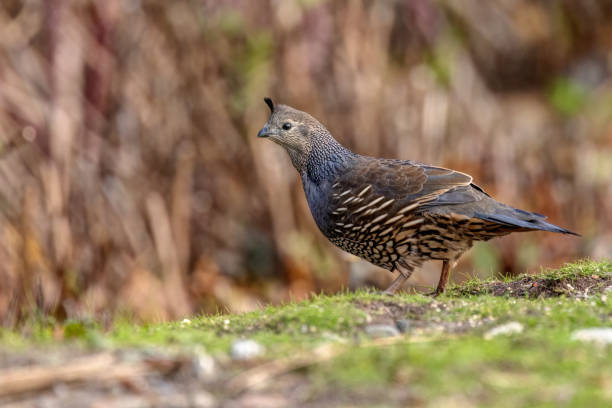istock California Quail, Delta, BC, Canada 1883660714