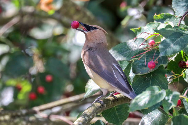 istock Cedar waxwing eating berries in a park 1883660719