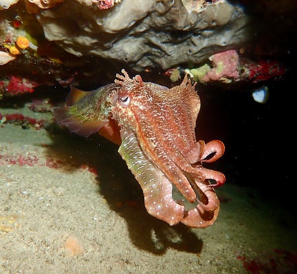 Cuttlefish Rottnest Island Western Australia