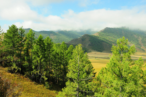 Looking through the tops of young cedars to a picturesque valley surrounded by mountains with peaks in low clouds. Altai, Siberia, Russia.