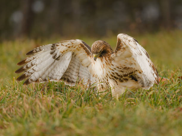Free Stock Photo of Hawk spreading its wings wide open on the ground ...