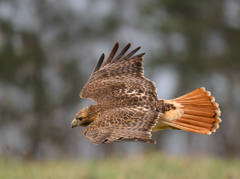 This is a photo of a Red-Tailed Hawk (buteo jamaicensis), which is a common hawk in North America.