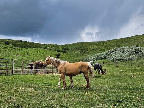 Rural image of a Palomino horse standing in a pasture with other horses with a hill behind them and a dark dramatic sky above them.