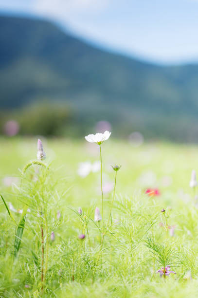 Flowers blooming in Niigata, Japan