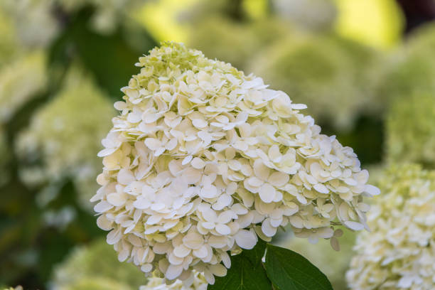 istock Lush white and yellow hydrangea flowers in summer. 1883834833