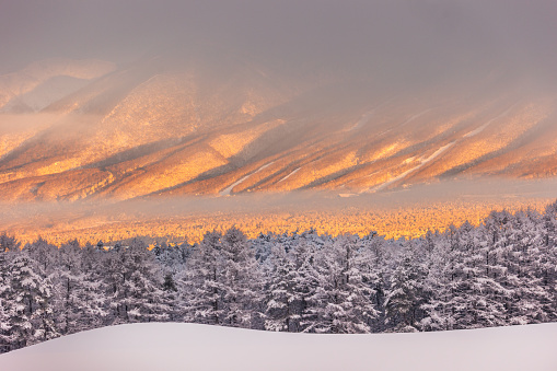 A golden sunrise view of Mt. Iwate in North Japan with snow covered forest and hills in the foreground.