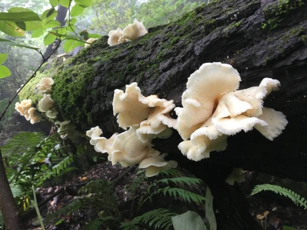 istock natural hericium erinaceum 1883848213