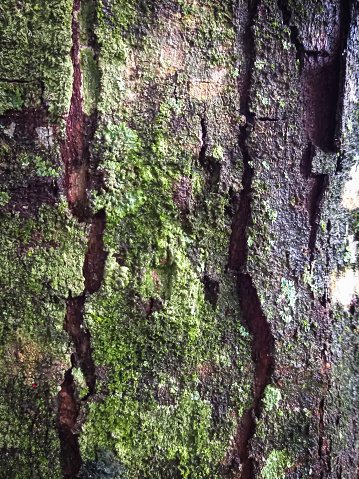 Tree skin