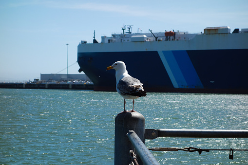 Seagull resting and large container ship