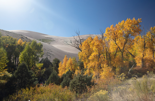 Autumn fall colors on the east side of the Great Sand Dunes National Park near Alamosa Colorado United States