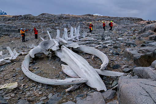 Jougla Point near Port Lockroy, Antarctica, February 1, 2018: A group of visitors is seen walking past whale skeleton and bones at Jougla Point