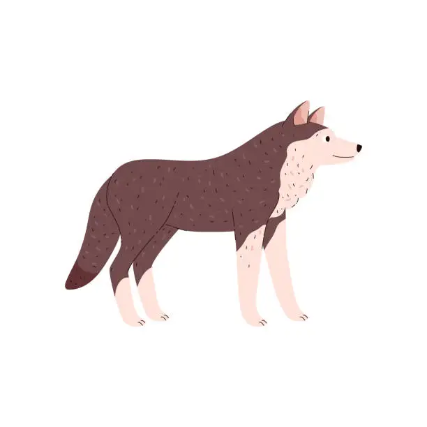 Vector illustration of Cute standing wolf tundra animal side view flat style, vector illustration