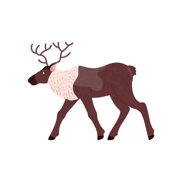 Vector illustration of Reindeer with antlers, wild animal of the tundra and taiga, cartoon vector isolated northern brown large ungulate mammal