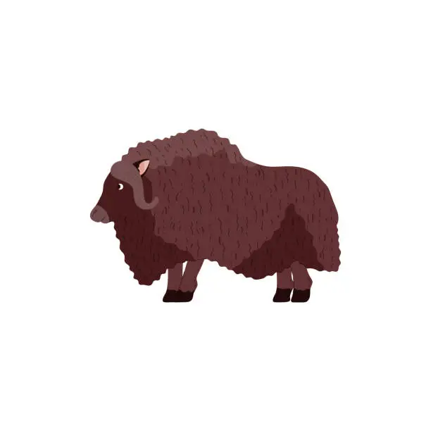 Vector illustration of Muskox tundra animal full body isolated vector illustration.