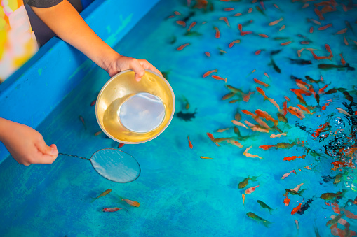 Goldfish scooping.