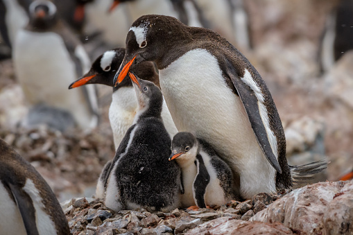 Gentoo Penguin (Pygoscelis papua) parent with chicks, Cuverville Island, Antarctica