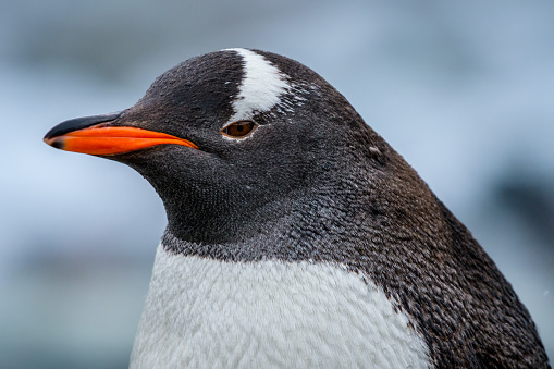Gentoo Penguin  closeup, Cuverville Island, Antarctica