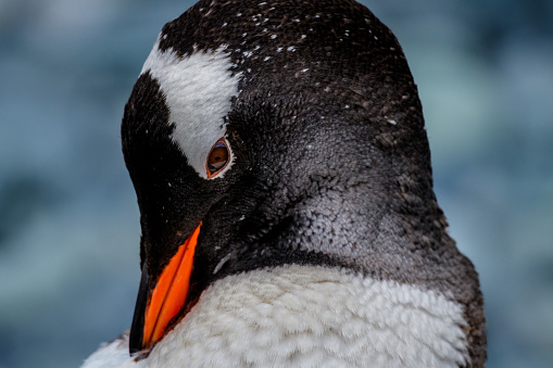 Gentoo penguins (Pygoscelis papua) closeup, Yankee Harbor, Antarctica