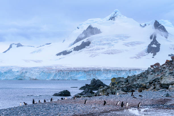 chinstrap-pinguin (pygoscelis antarcticus) - nature antarctica half moon island penguin stock-fotos und bilder