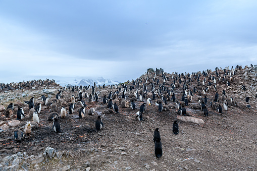 King penguins and fur seals on the beach at Salisbury Plain in South Georgia. Antarctic cruise ship  in the bay